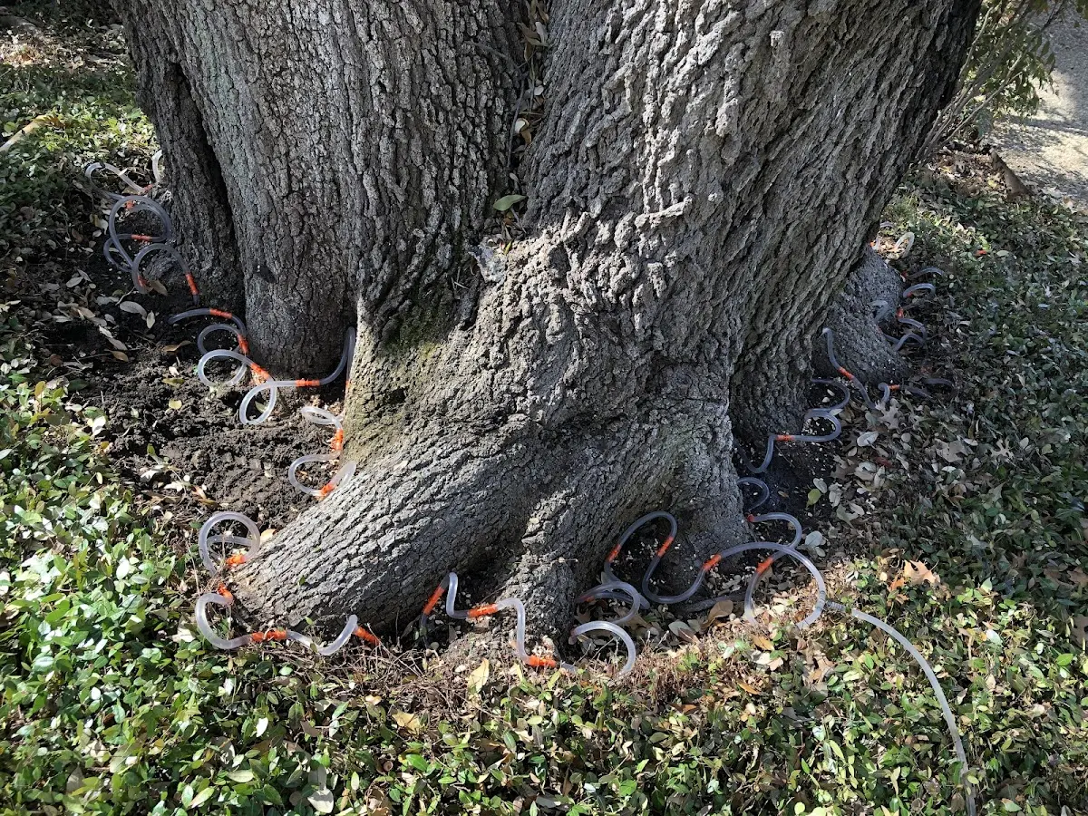 Detailed Tree Cabling and Bracing job site in Hurtsboro