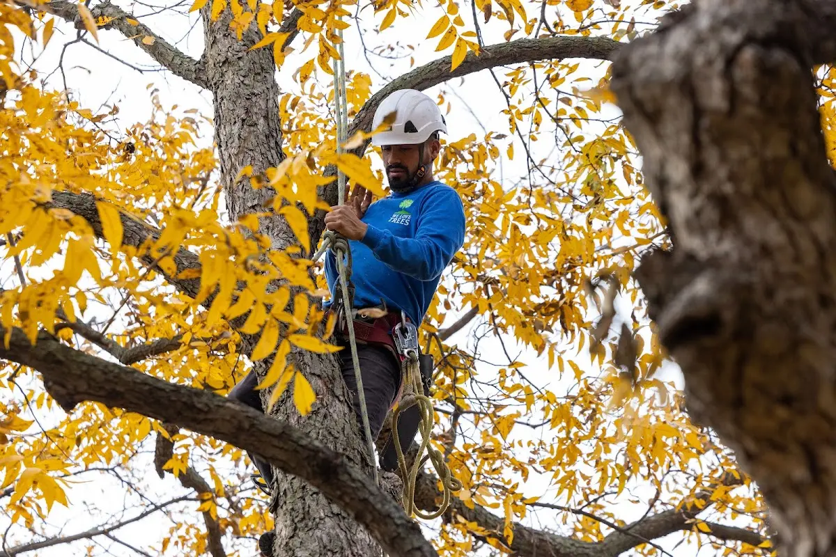 Skilled Tree Trimming crew working in Hurtsboro